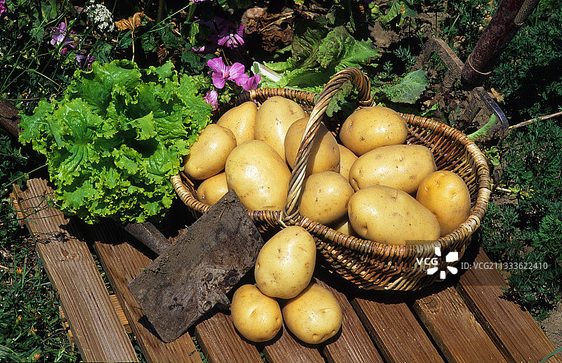 马里亚纳土豆（茄属植物），蔬菜图片素材