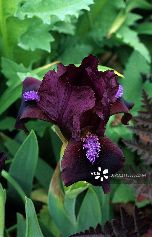 鸢尾属植物“Ruby Contrast”，英国萨默塞特郡哈德斯彭花园图片素材