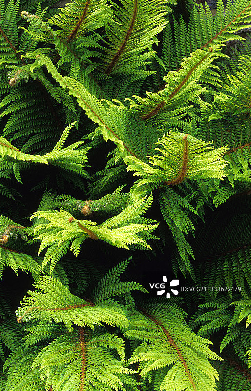 软盾蕨叶片图片素材