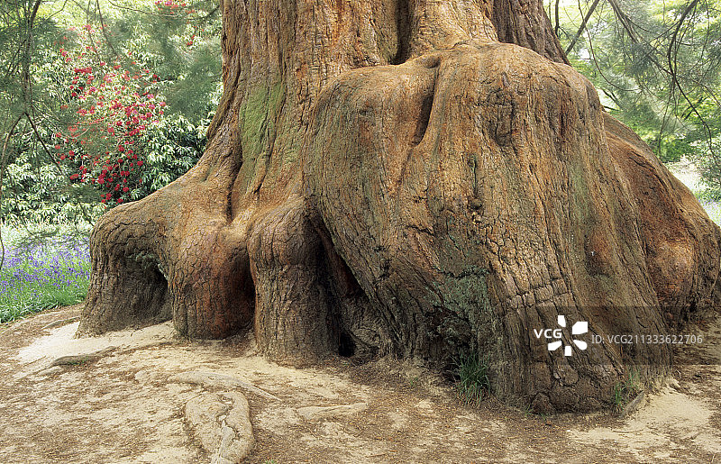 英格兰谢菲尔德公园花园巨杉图片素材