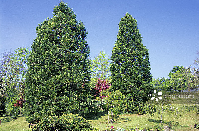 巨型红杉，阿普雷蒙特-叙尔-阿利耶花卉公园，谢尔省，法国图片素材