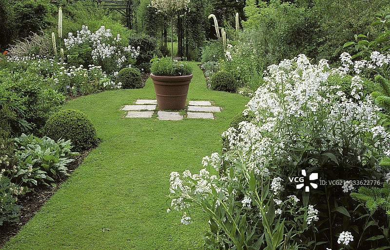 白色单色花坛：香花芥和独尾草图片素材