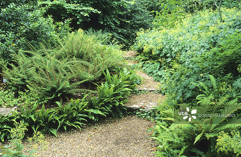 小巷和铁角蕨、软盾蕨、高山斗篷草图片素材