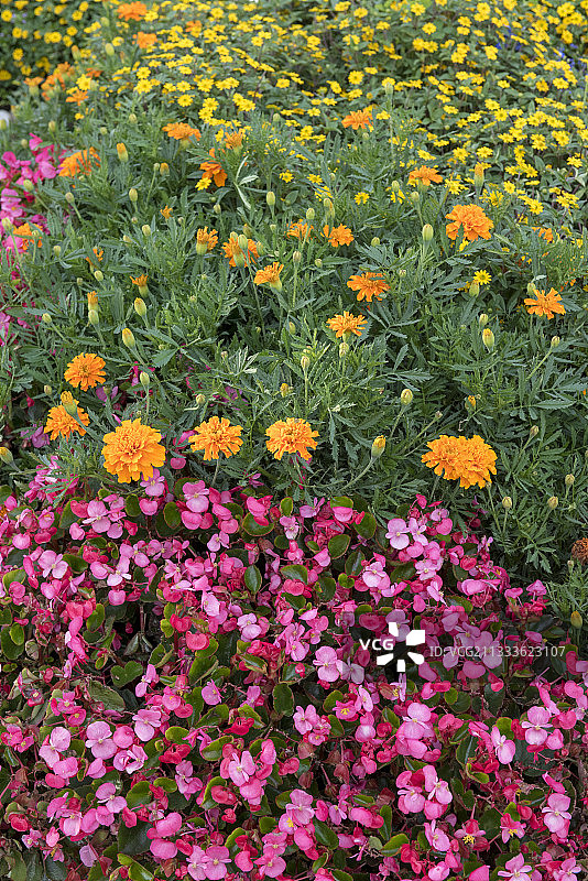法国摩泽尔省花园里的花坛，春季图片素材