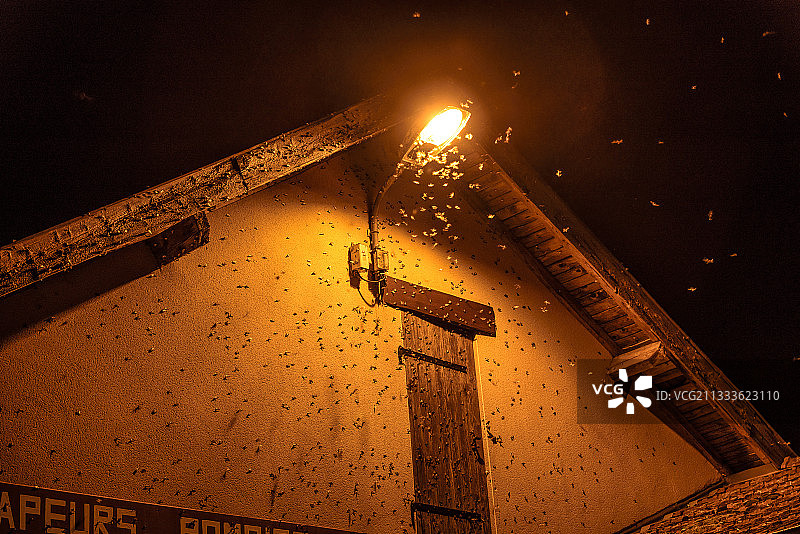 受光吸引的欧洲 box 树蛾图片素材