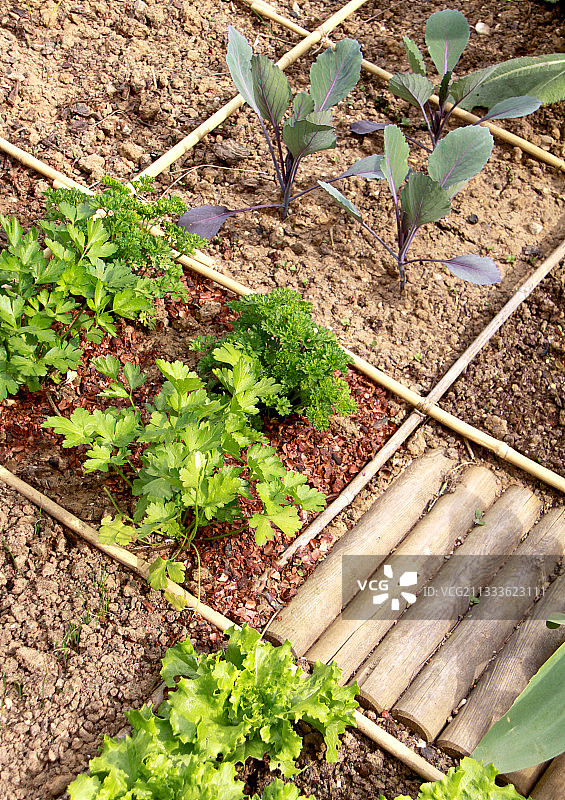 城镇蔬菜园：香芹、沙拉和卷心菜图片素材
