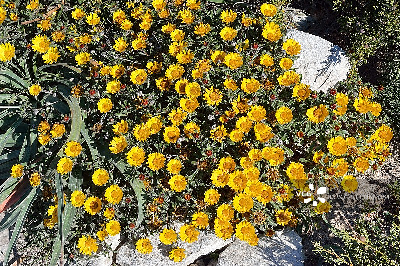 金币植物（Pallenis maritima），生境：博尼法乔石灰岩海岸，法国图片素材