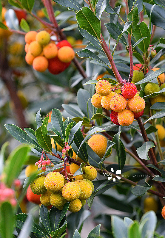 圣栎树（草莓树）果实，卢瓦尔河地区，法国图片素材