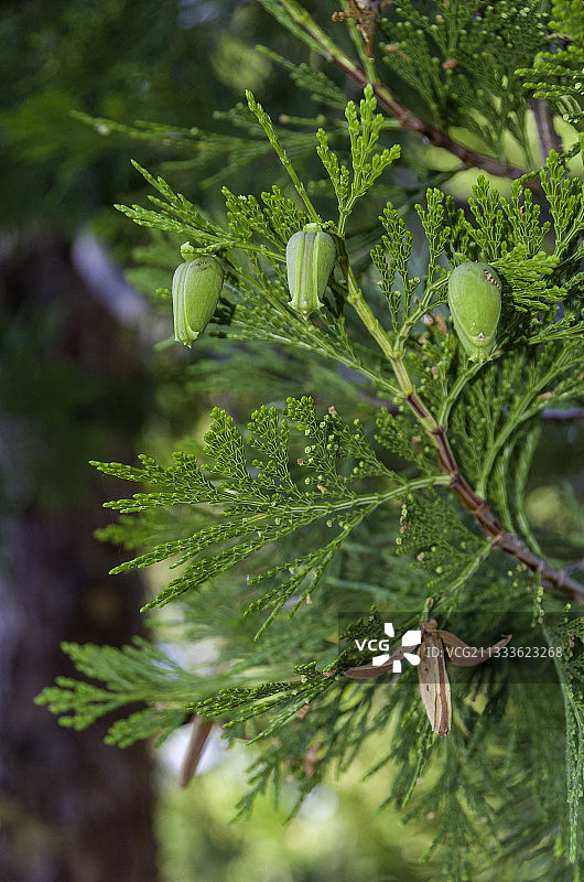 加州 incense Cedar (Calocedrus decurrens)图片素材