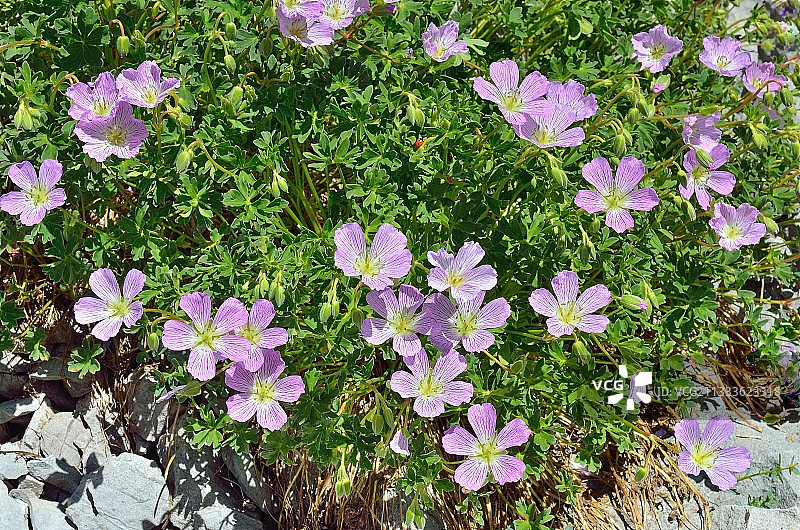 法国比利牛斯山亚高山石灰岩草地上的灰叶老鹳草图片素材