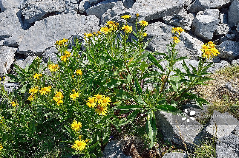 亚高山草地上的千里光（Senecio pyrenaicus），法国比利牛斯山脉图片素材