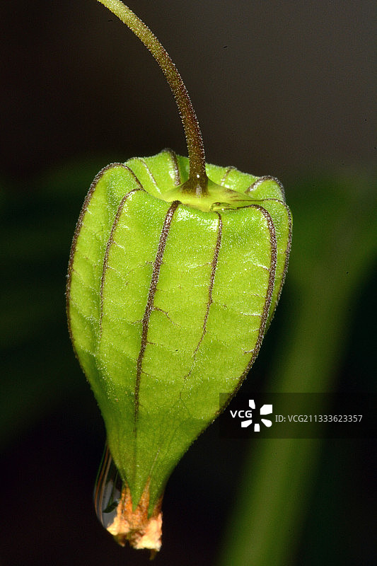 当地灯笼果（Physalis minima），萼片，新喀里多尼亚图片素材