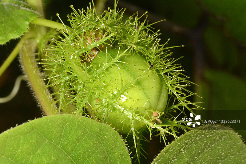 野生西番莲果实苞片上的昆虫，新喀里多尼亚图片素材
