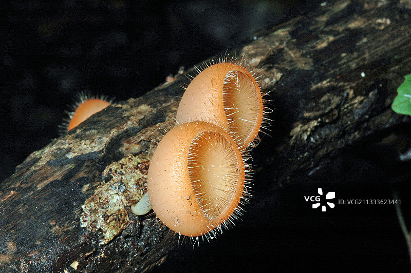 毛壶菌，法属圭亚那图片素材