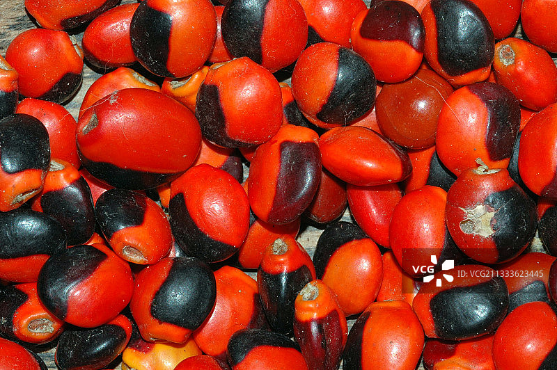 相思豆种子，法属圭亚那图片素材