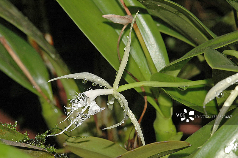 须唇兰（Epidendrum ciliare），法属圭亚那图片素材