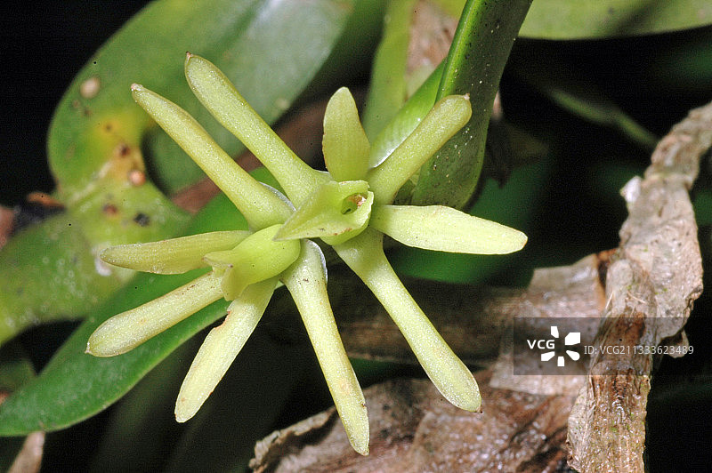 法属圭亚那兰花图片素材