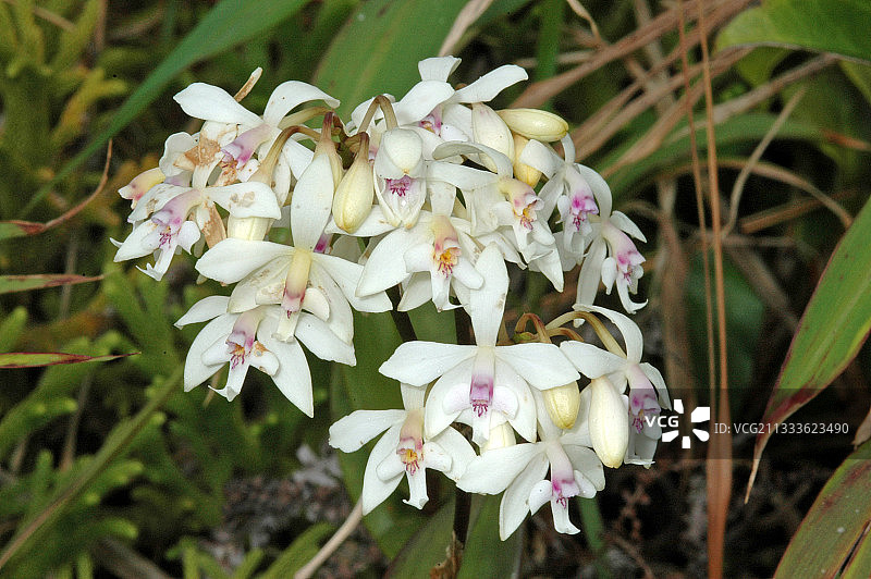美洲兰（Epidendrum patens），瓜德罗普岛图片素材