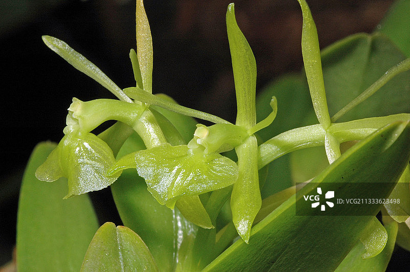圭亚那的苞舌兰花图片素材