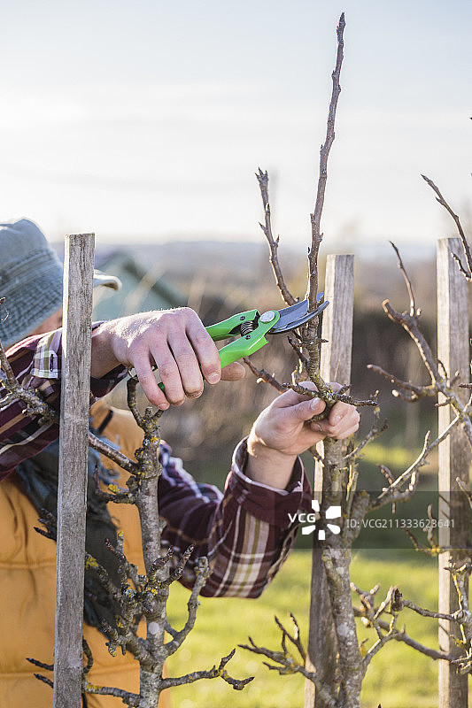 男人修剪梨树：限制手臂大小，高度仅为2米图片素材