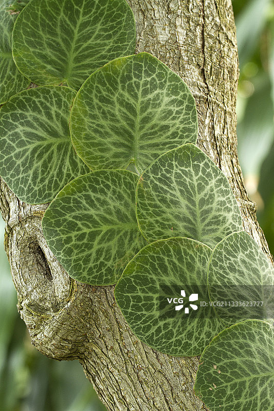 鳞叶蔓绿绒叶图片素材