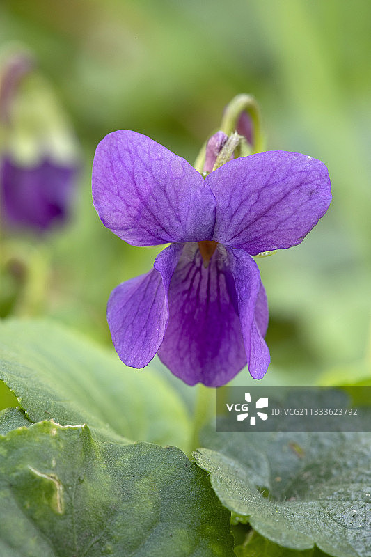 香堇菜花图片素材