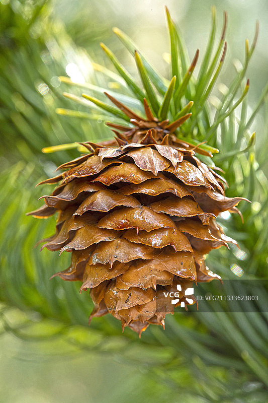 中国杉木（Cunninghamia lanceolata）锥图片素材