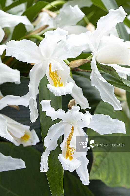 聚花齿舌兰图片素材