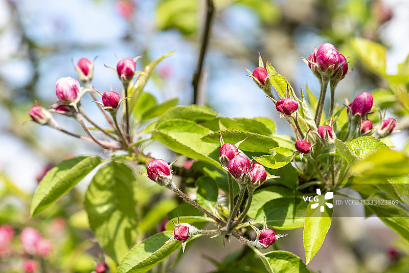 普通苹果树（家苹果）在法国加来海峡花园中绽放图片素材