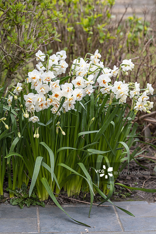 法国加来海峡花园中盛开的水仙花图片素材