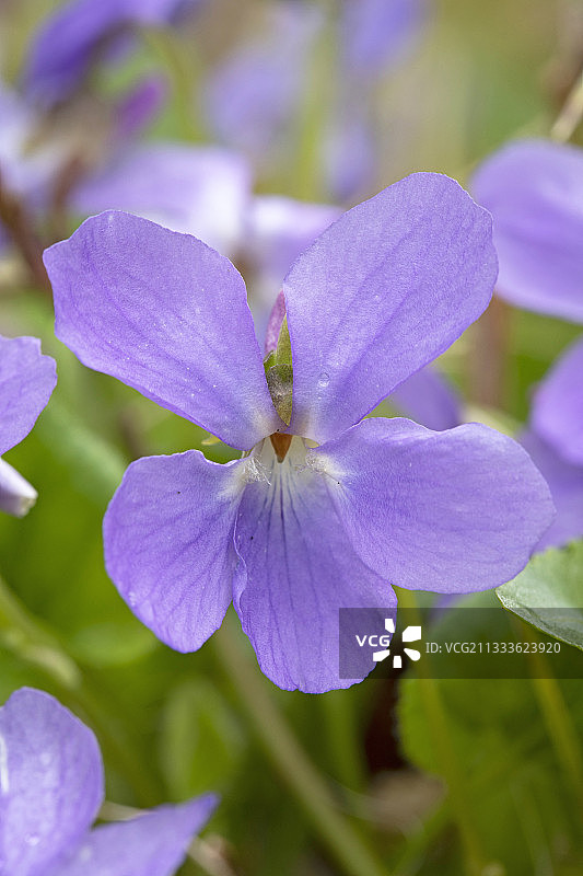 毛堇菜花图片素材