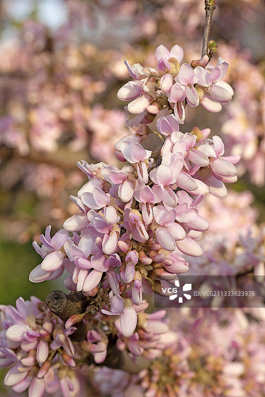 开着淡粉色花的紫荆花图片素材