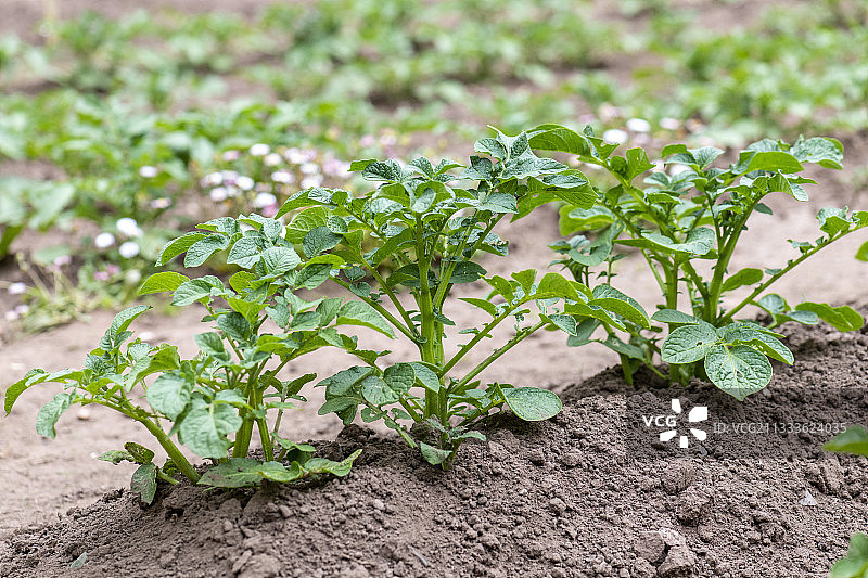 法国摩泽尔春日土丘土豆图片素材
