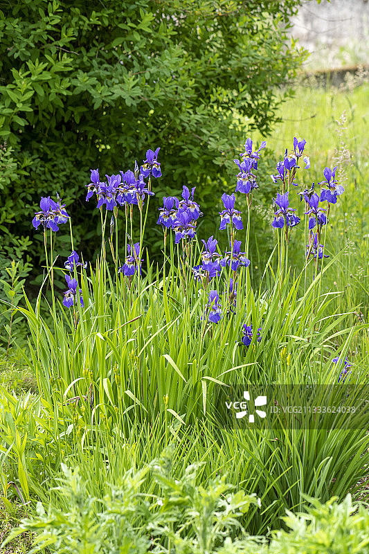 法国摩泽尔省花园中盛开的蓝色鸢尾花图片素材