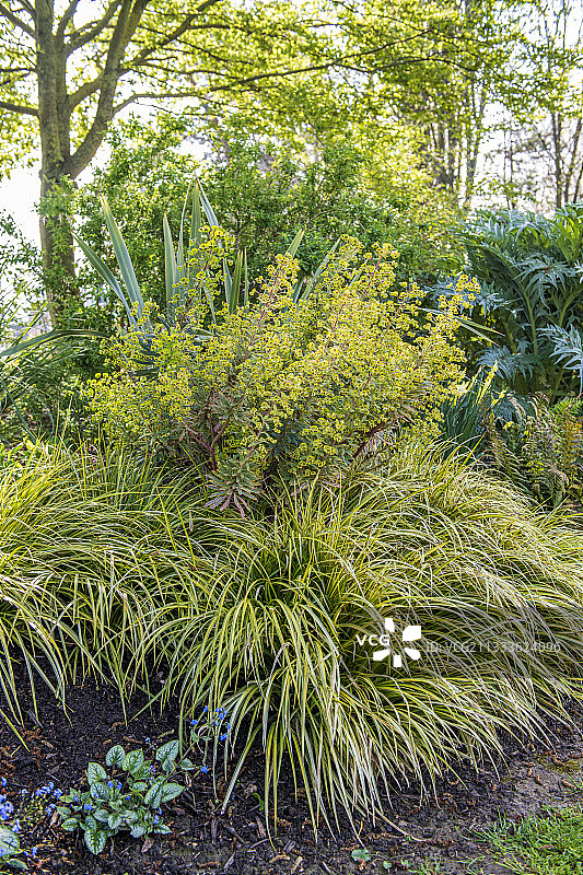 大戟属和苔草属植物，在花园里，法国诺曼底图片素材