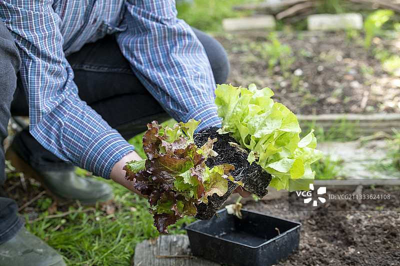夏季在法国加来海峡种植“Rouge Grenobloise”巴达维亚生菜和“Novappia”头生菜图片素材