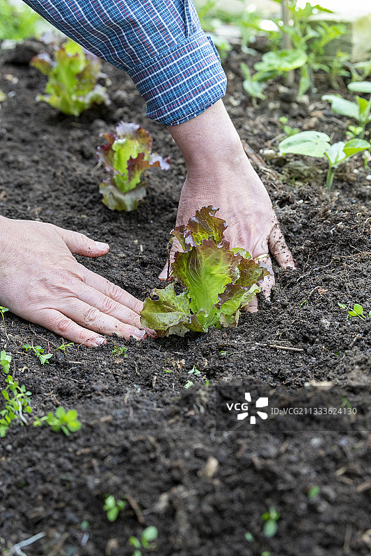 夏季种植“胭脂格勒布洛斯”巴达维亚生菜，加来海峡省，法国图片素材