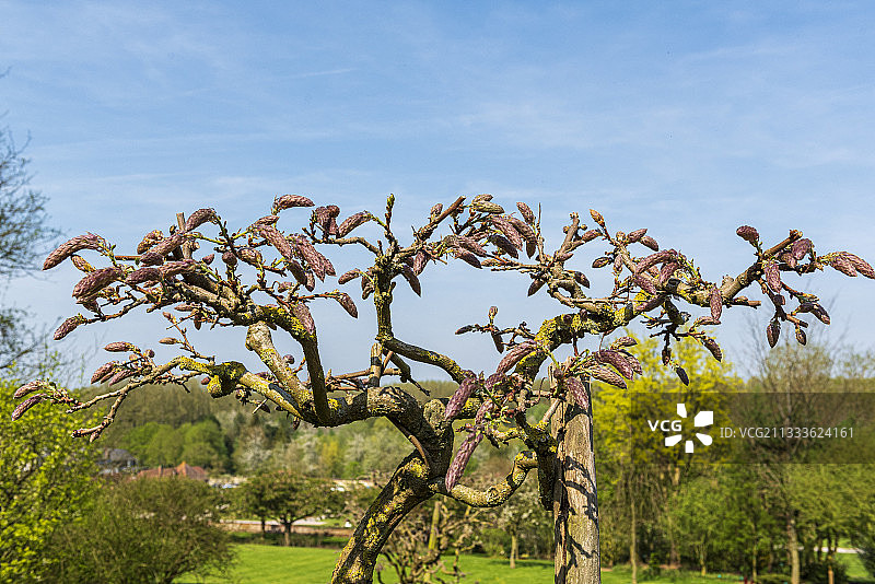 春季的日本紫藤图片素材