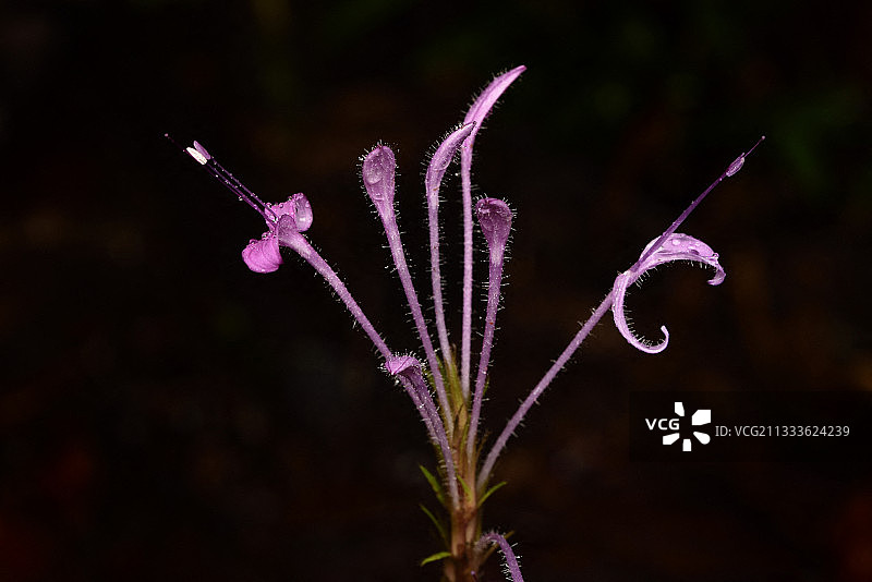 短柱花图片素材