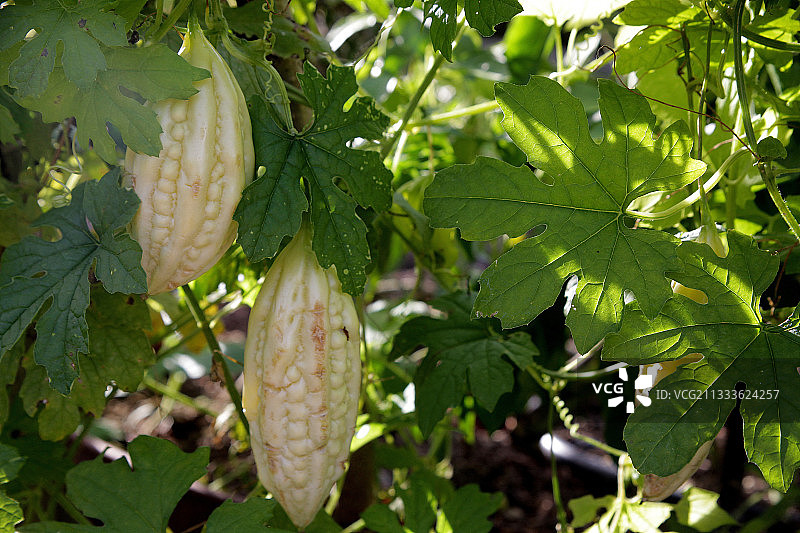 法国苦瓜果实图片素材