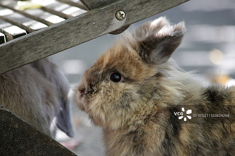 法国安哥拉兔图片素材