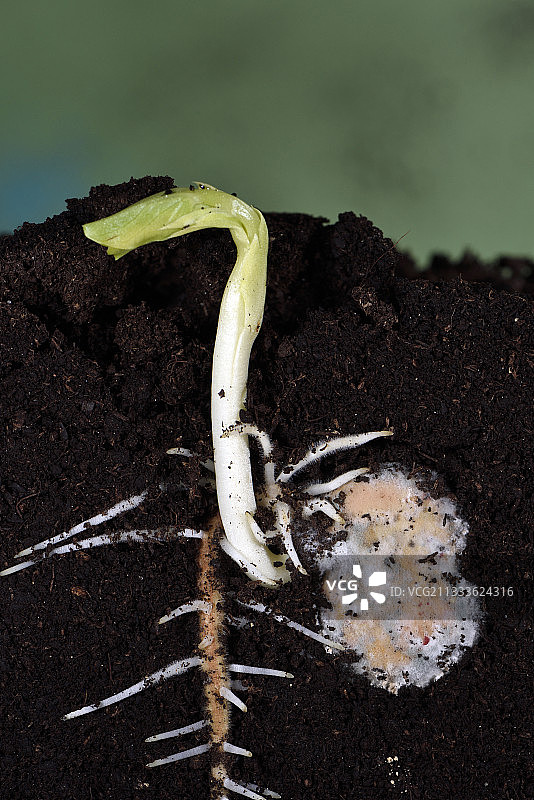发芽的豆种（蚕豆），花园，法国贝尔福图片素材