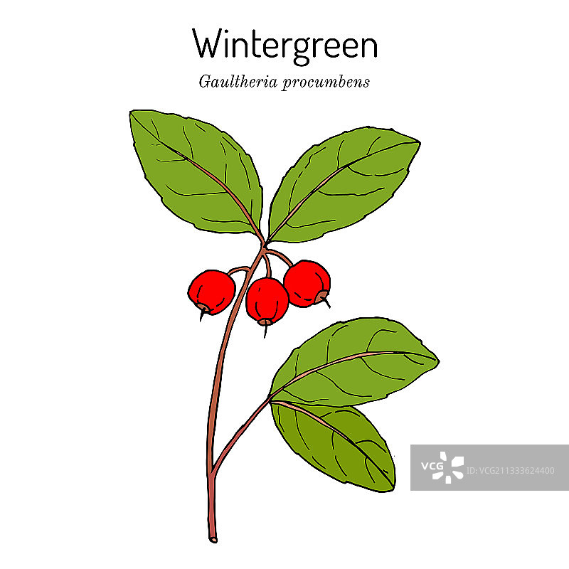 美国冬青图片素材