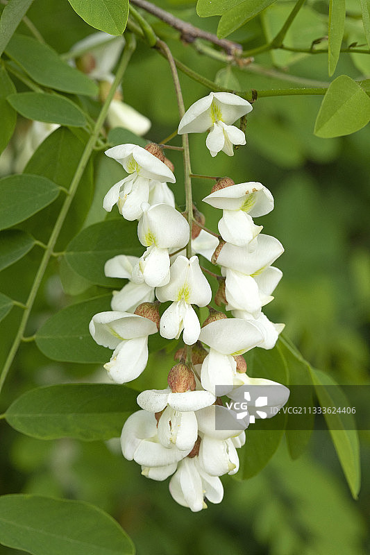 刺槐花图片素材