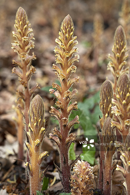 常春藤列当（(Orobanche hederacea)）花序图片素材