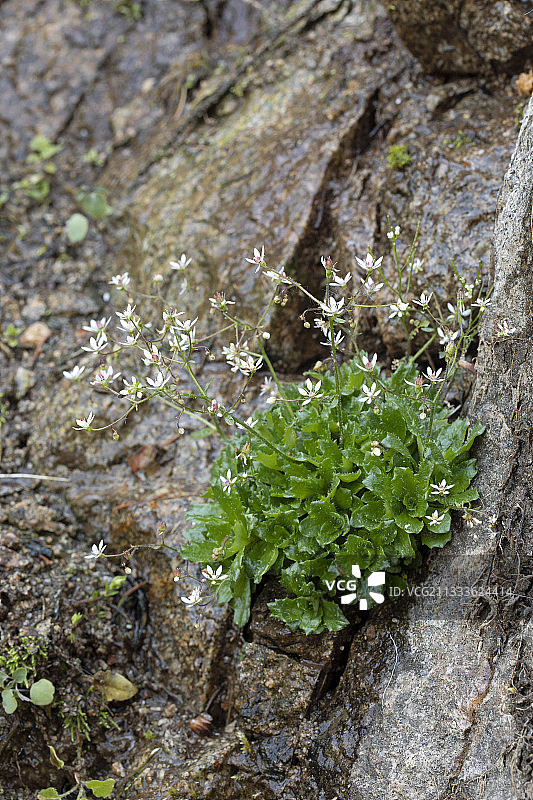 岩石上盛开的星状虎耳草图片素材