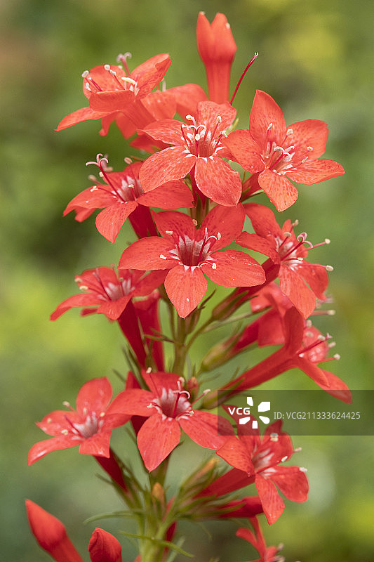 红花羽衣草花朵图片素材