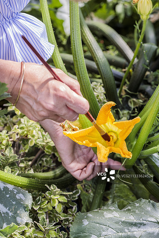 使用刷子为南瓜花进行人工授粉图片素材