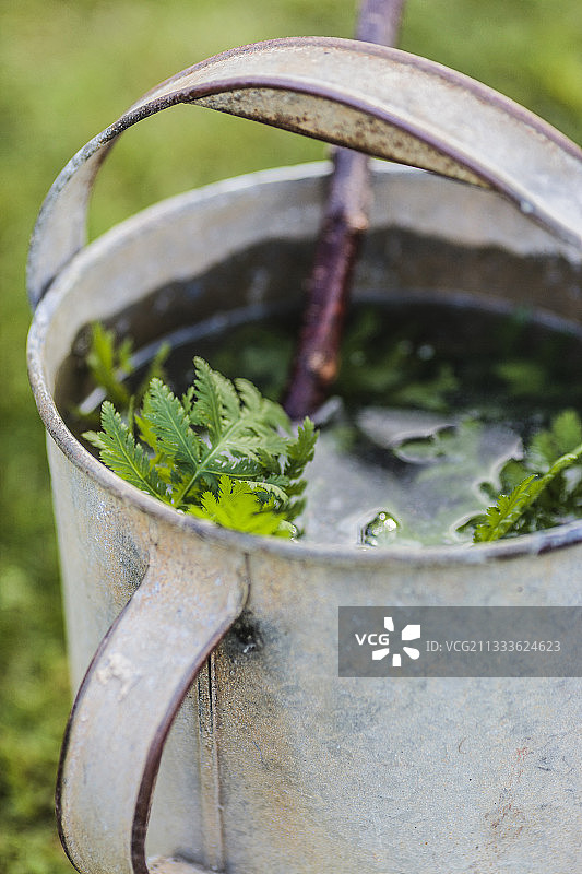 在旧镀锌容器中浸泡的普通艾菊，用于制作植物提取物图片素材