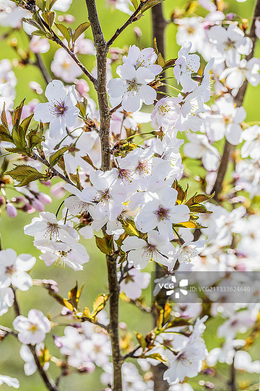 三月里盛开的樱花树枝图片素材